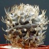 Turbinicarpus_macrochele_1